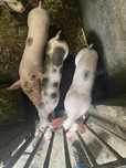 Leitoas pientrain