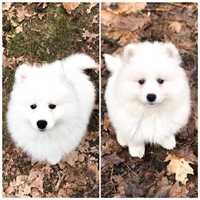 SAMOYED piękna suczka FCI