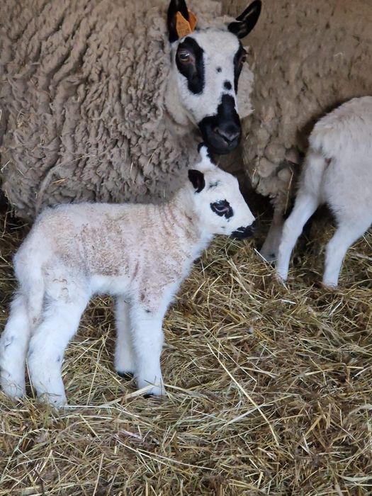 Owce Kere Hill - 3 owce i baran