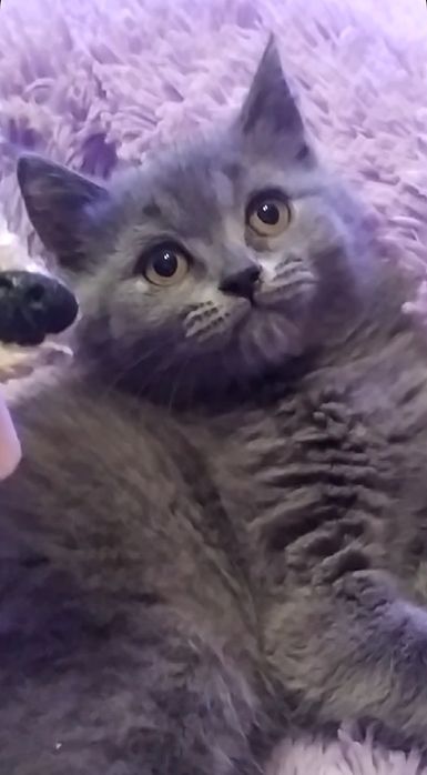 Шотландская кошечка прямоушка