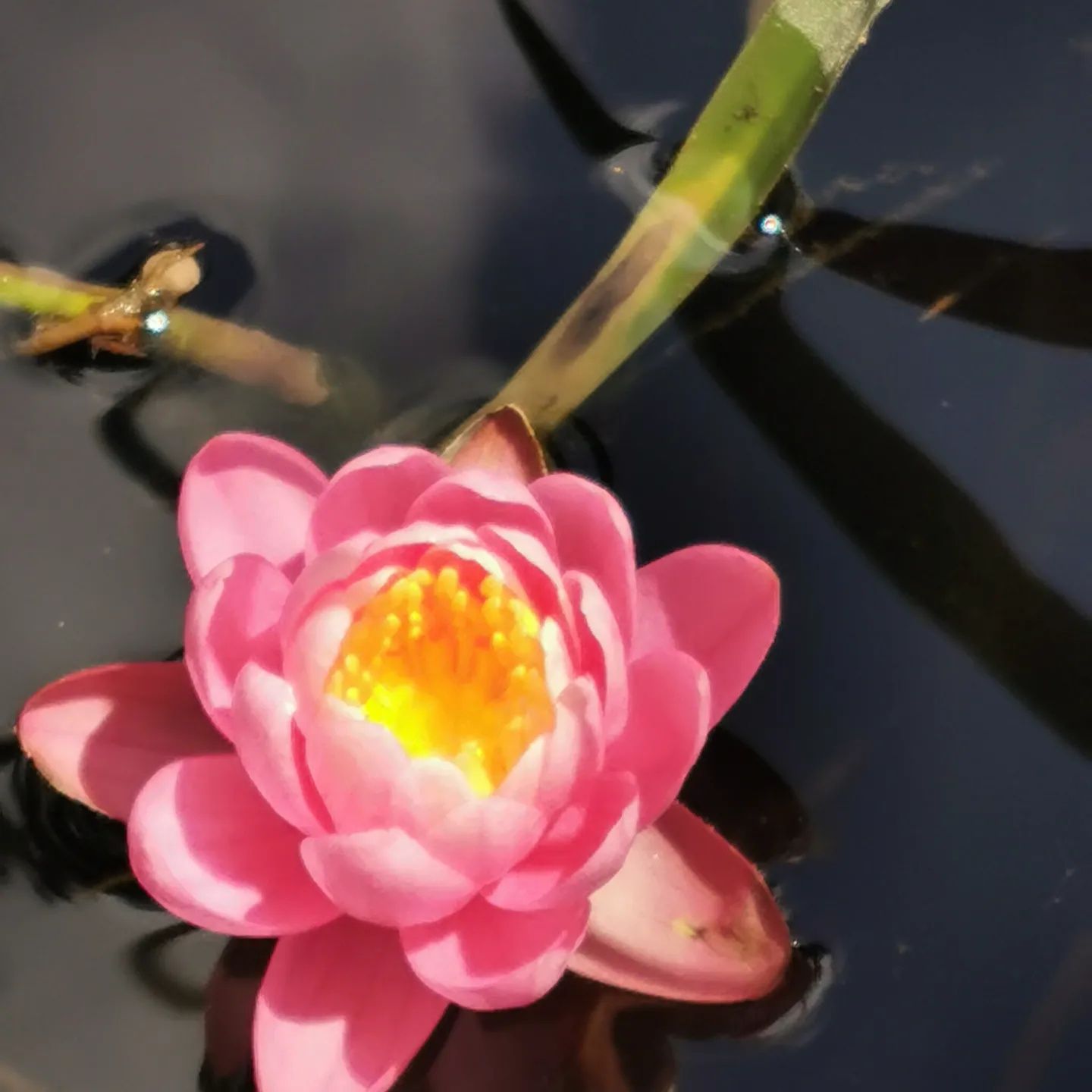 #coppens,#jpd,#кормдлякоі,#коіукраїна,#мальокоі,коіціна,#рибкикоі,#koi