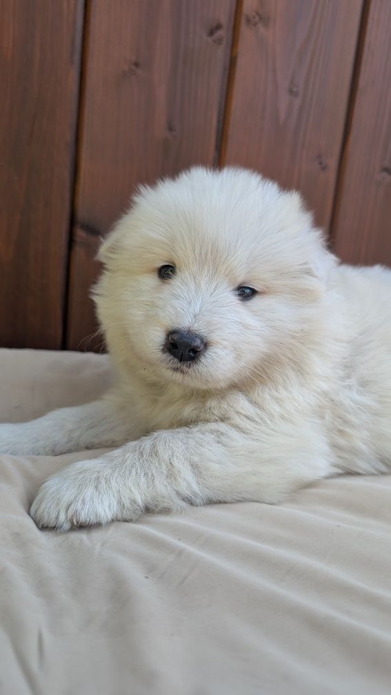 Piesek Samoyed Samojed. Zapraszamy