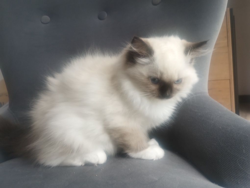 Kotka RAGDOLL z rodowodem FPL