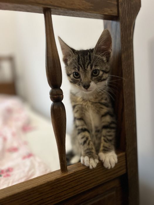 Dwa małe kocurki szukają wspólnego domku.