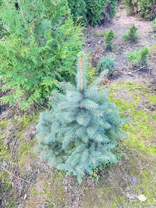 Ялинка блакитна, ауреаспіката, ялина голуба, штамбова сосна ялина