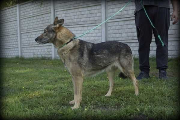 Piękna Szila szuka nowego domku