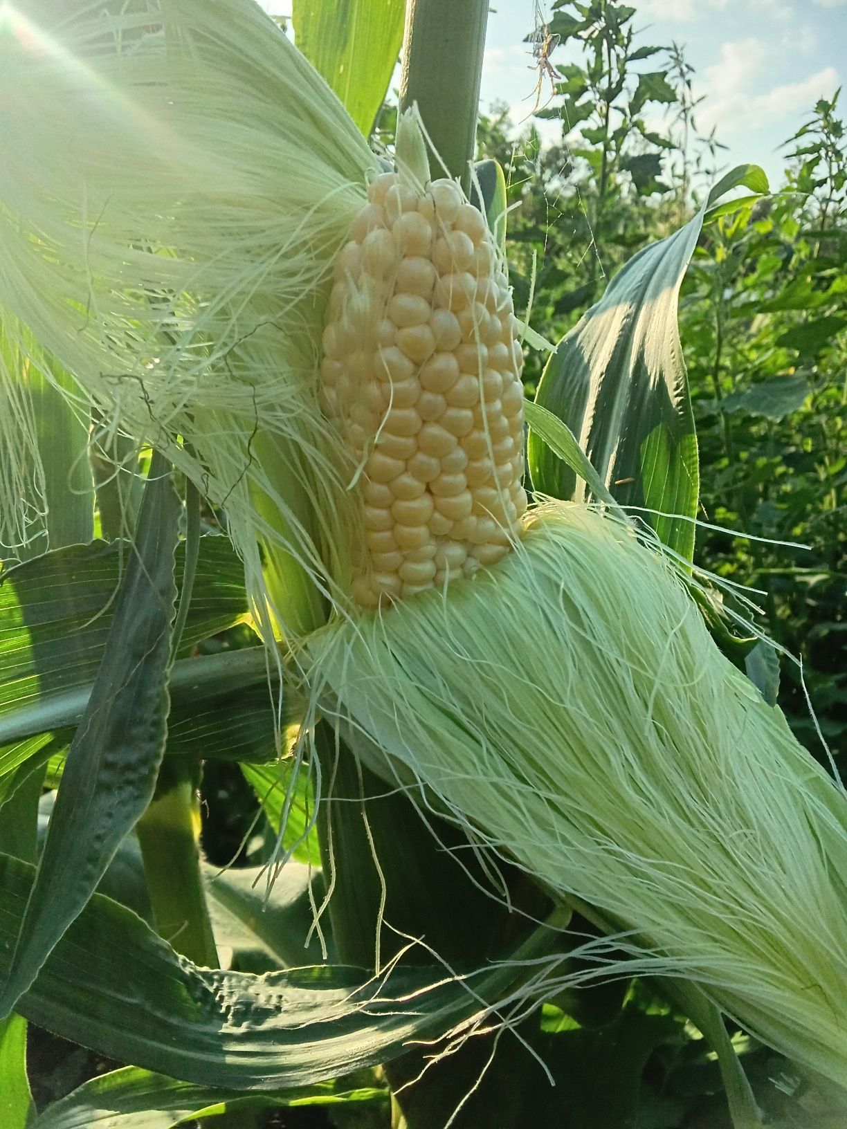 Продам солодку кукурудзу