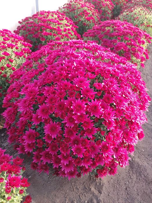 Chryzantemy 2 km od Piotrkowa