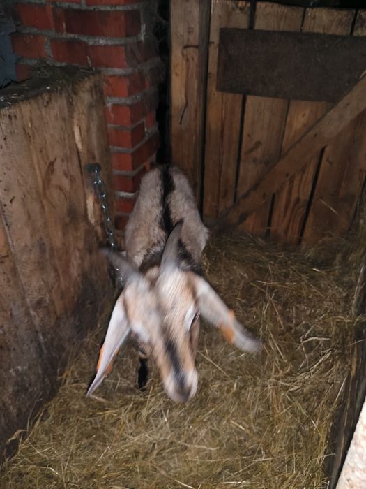 Użyczę kozła do krycia