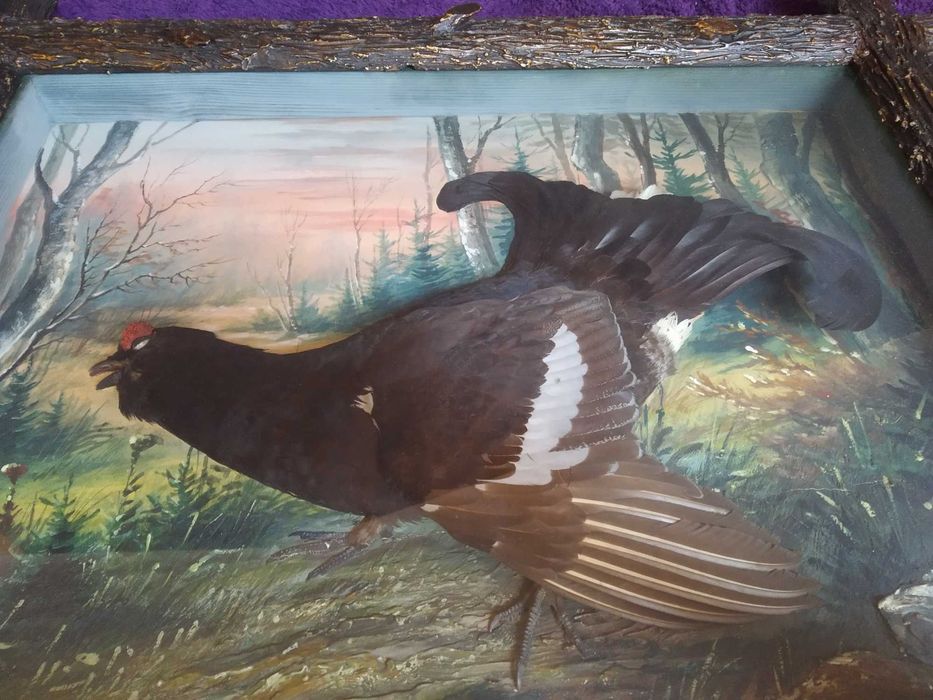 Ptasia diorama z cietrzewiem