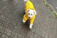 Дощовий костюм для собаки великого розміру