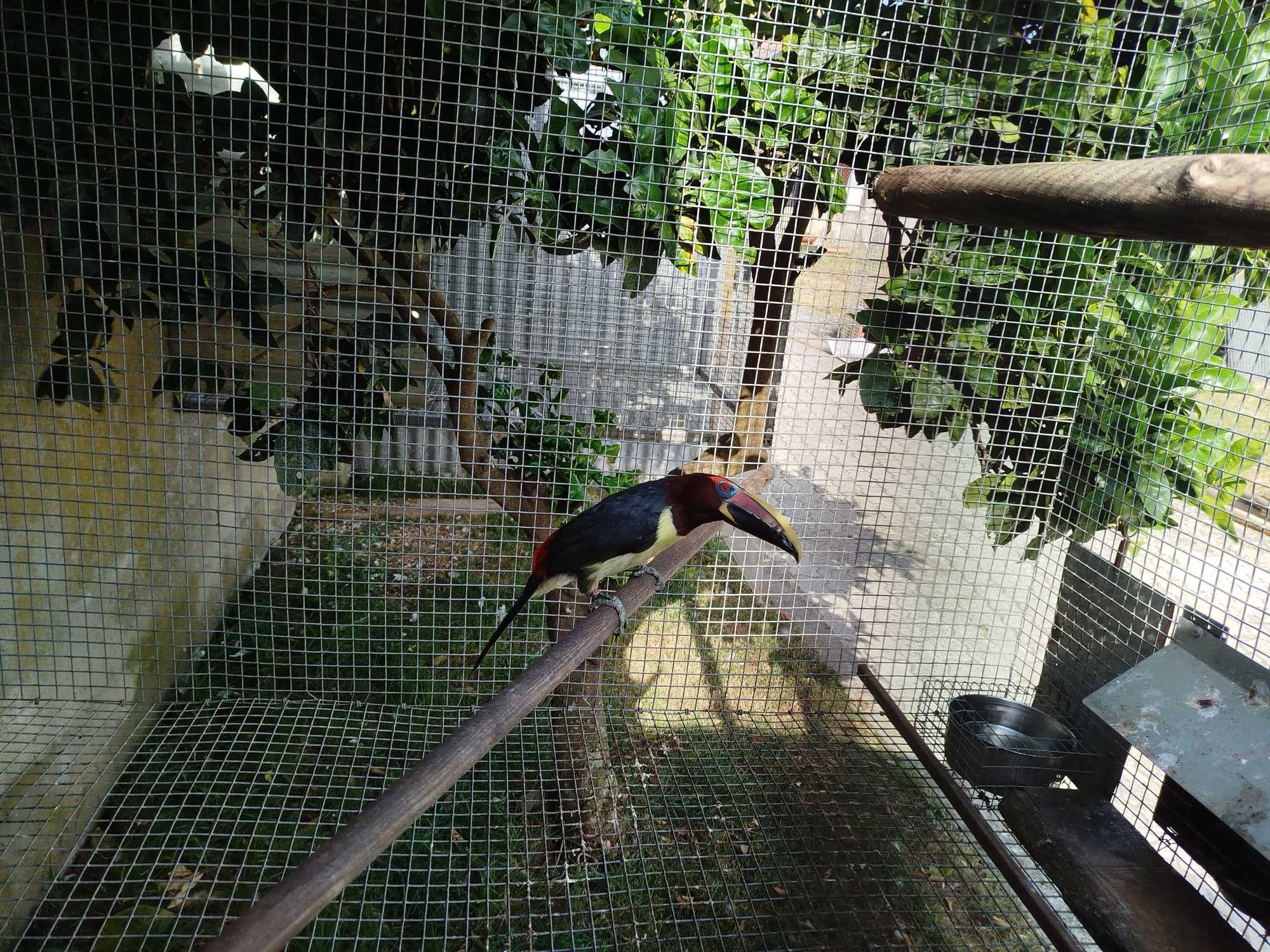 Cacatuas Galah  _ Ochrocephalas_tucanos