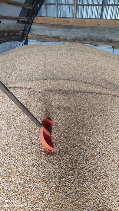 Kukurydza sucha bardzo ładna