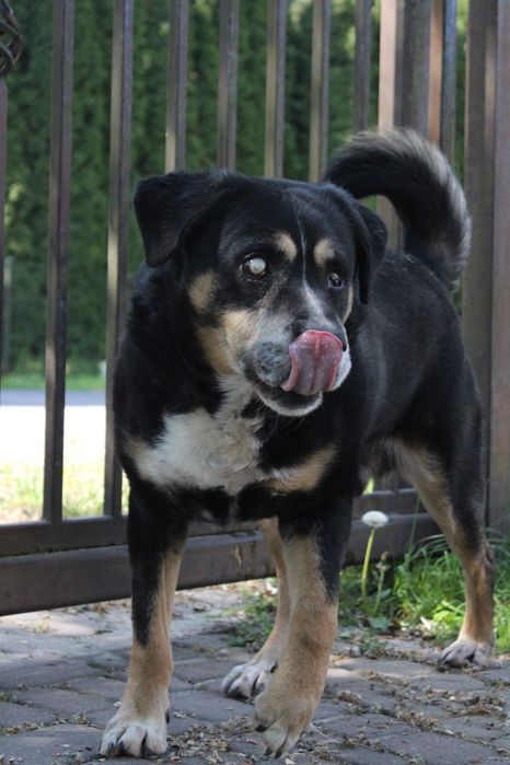 NIEWIDOMY kochany duży pies szuka domu