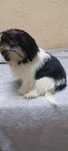 Suczka  Shih Tzu