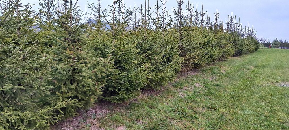 Witam sprzedam świerka na choinkę,