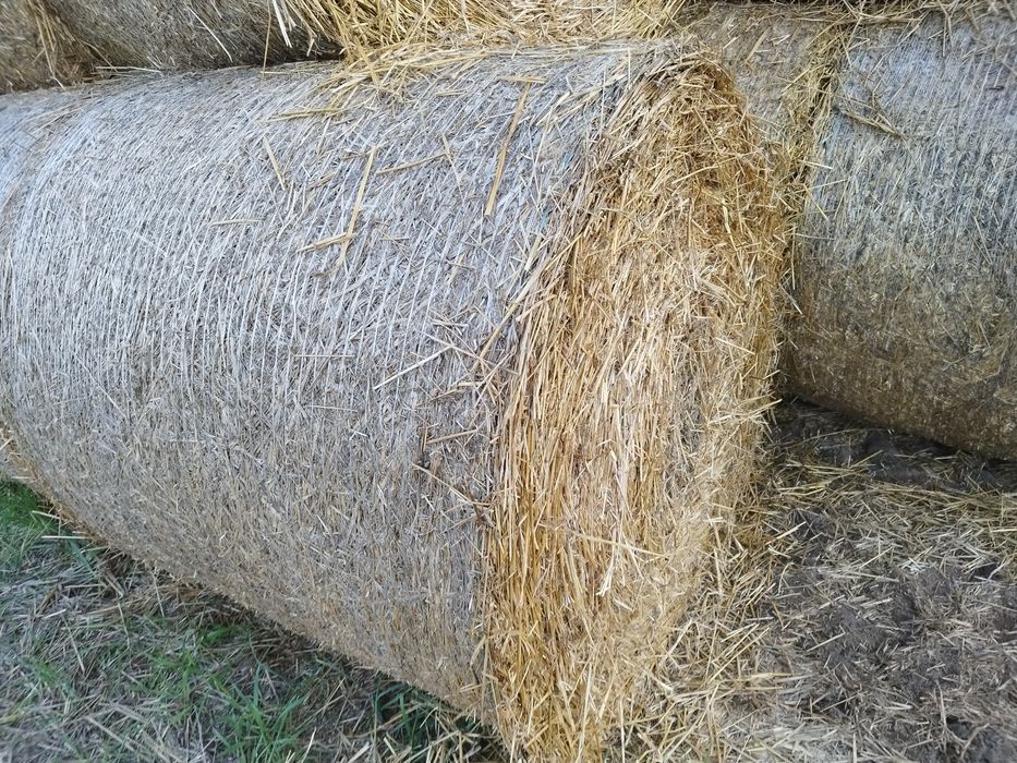 Słoma z owsa w belach
