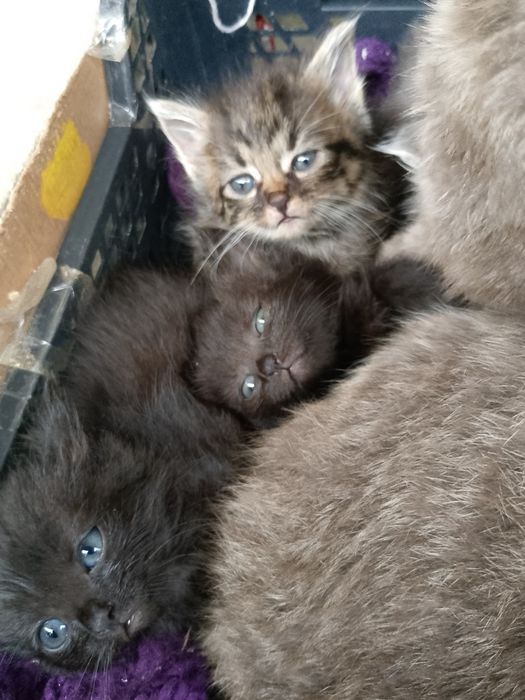 Відам кошенят в добрі руки