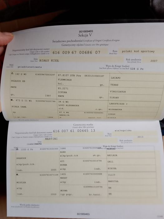 Izabelowaty wałach WLKP