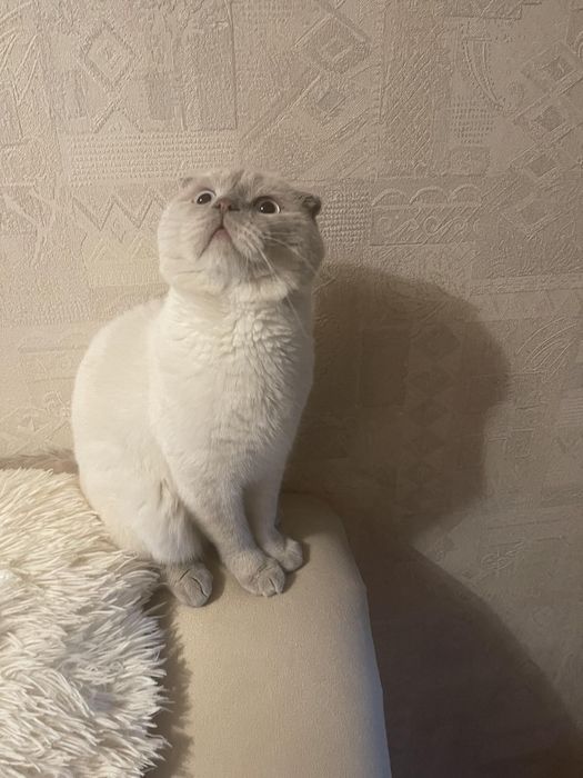 кіт  шотландский вислоухий