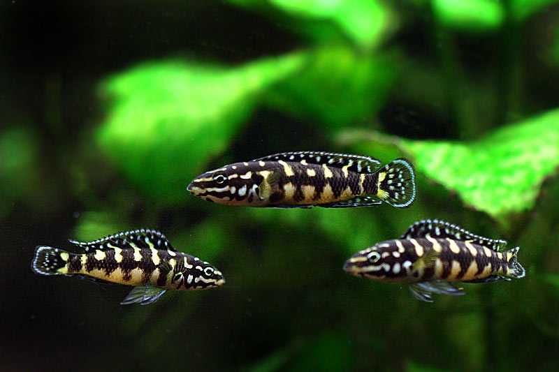 GB TANGANIKA Naskalnik Marliera, Julidochromis Marlieri - dowóz ryb!
