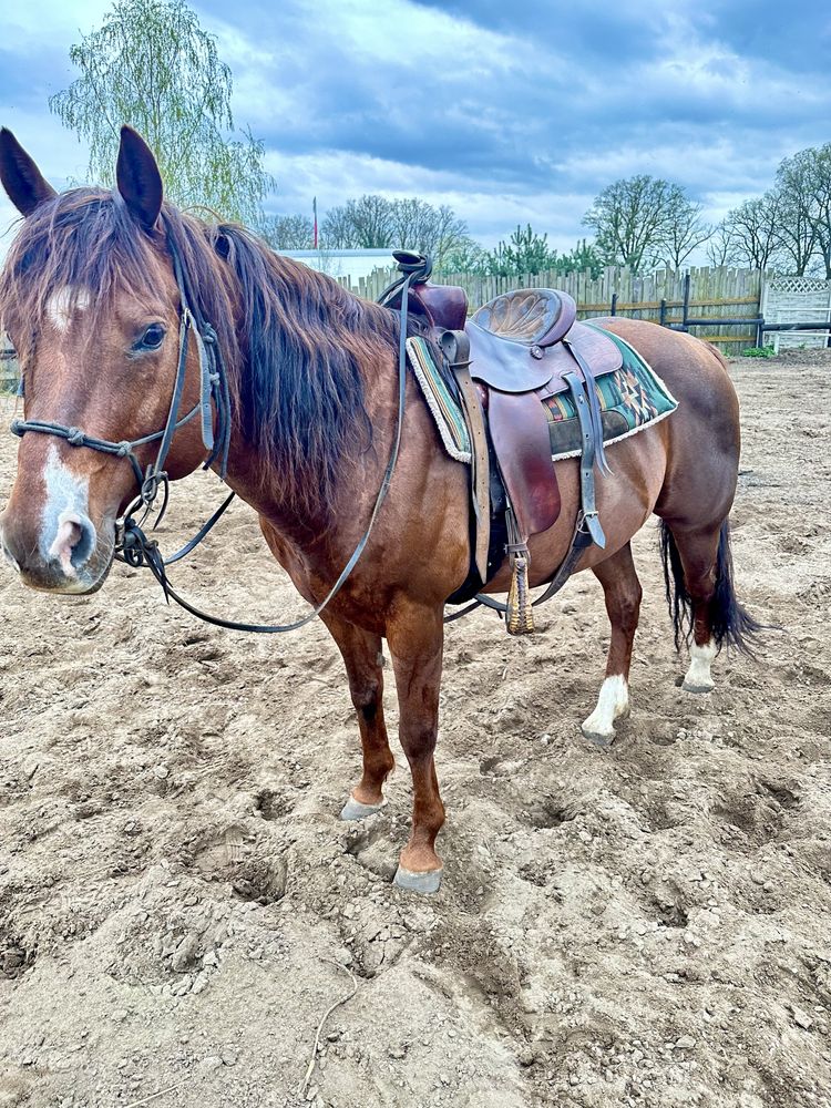 AQH American Quarter Horse stanówka ogier