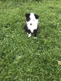 Suczka border collie