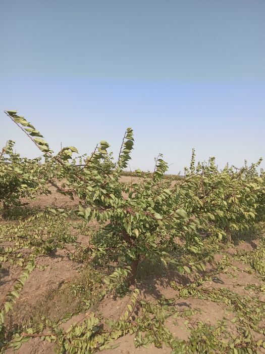 Обрізка дерев на врожай