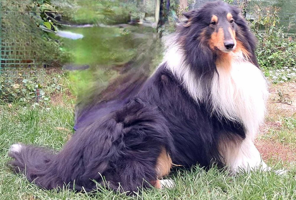 Szczeniaczek Owczarek Szkocki Collie