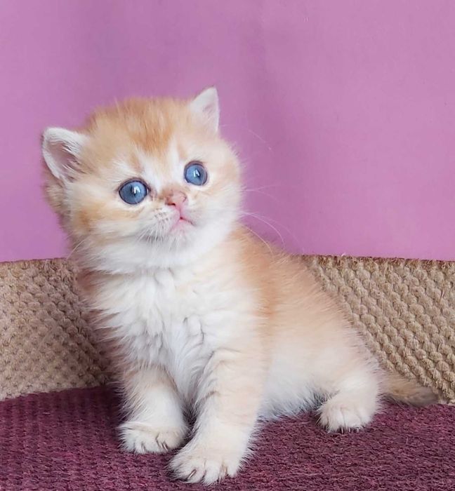 Британські Золоті шиншили дівчатка Іріс та Ізабель