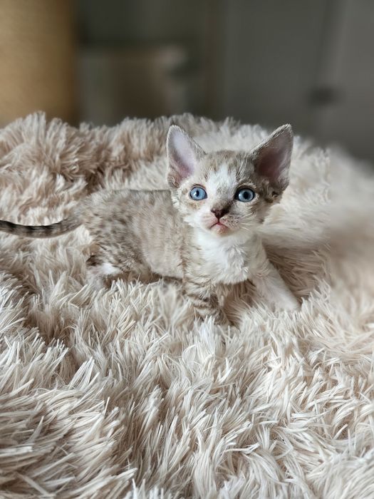 Kotka Devon Rex czarny point