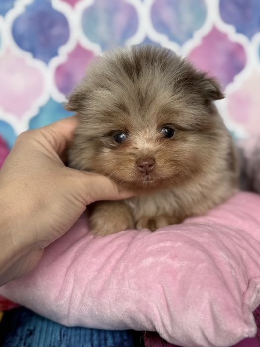 Pomeranian choco merle czekoladowy szpic miniaturowy