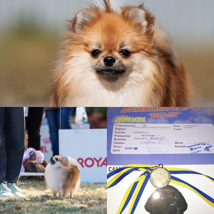 Szpic miniaturowy pomeranian