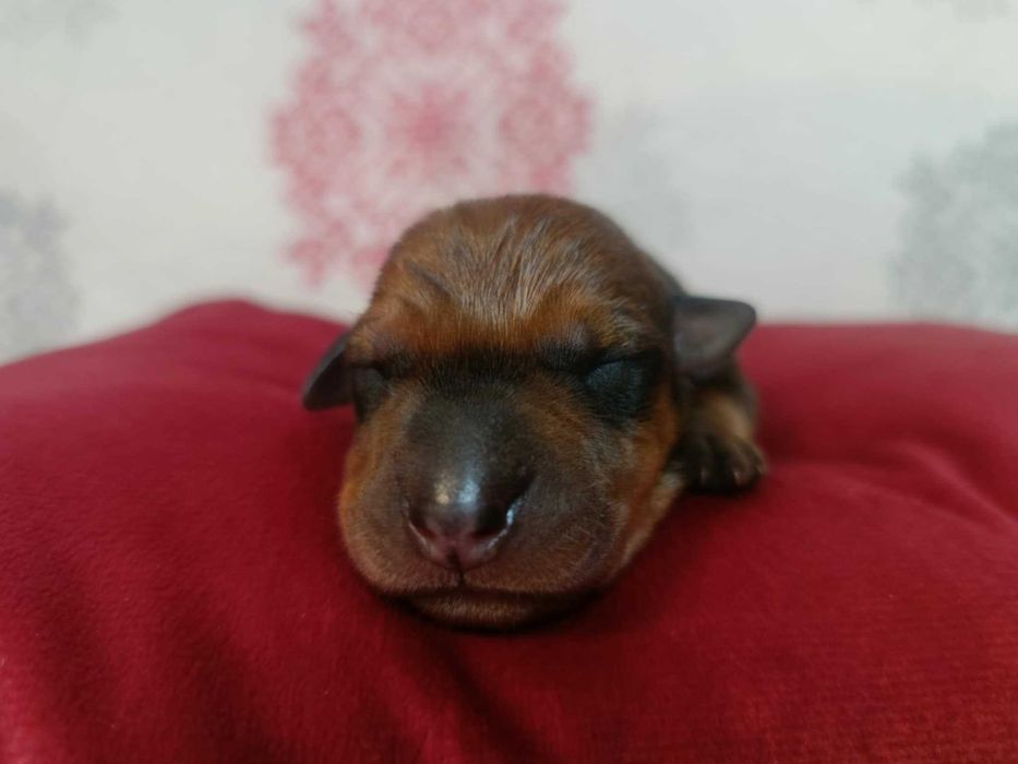 Pinczer średni niemiecki Fédération Cynologique Internationale FCI