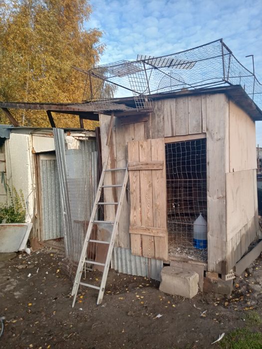 Gołęmbnik z gołembiami