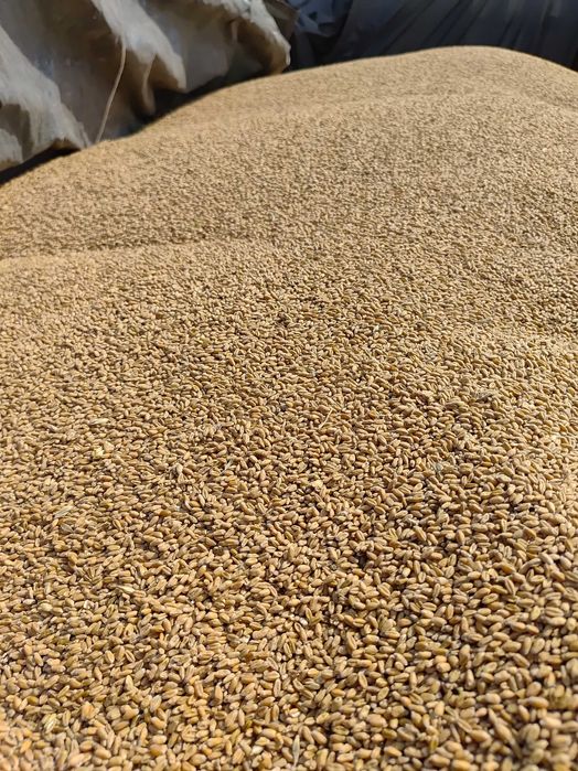 Bizon rekord z058 z sieczkarnia