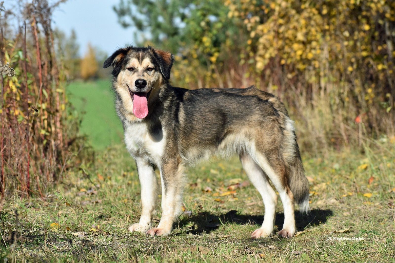 Muffka w typie północniaka wysterylizowana adopcją!