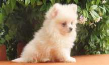 spitz alemão anão