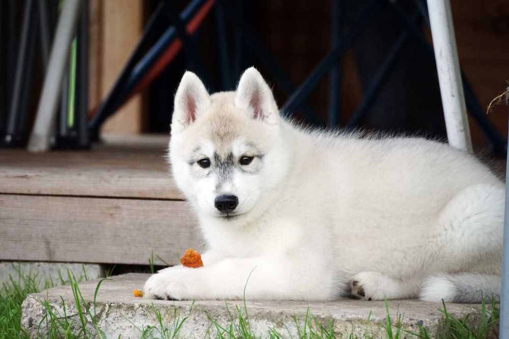 Szczenięta piesek husky z rodowodem ZKwP / FCI
