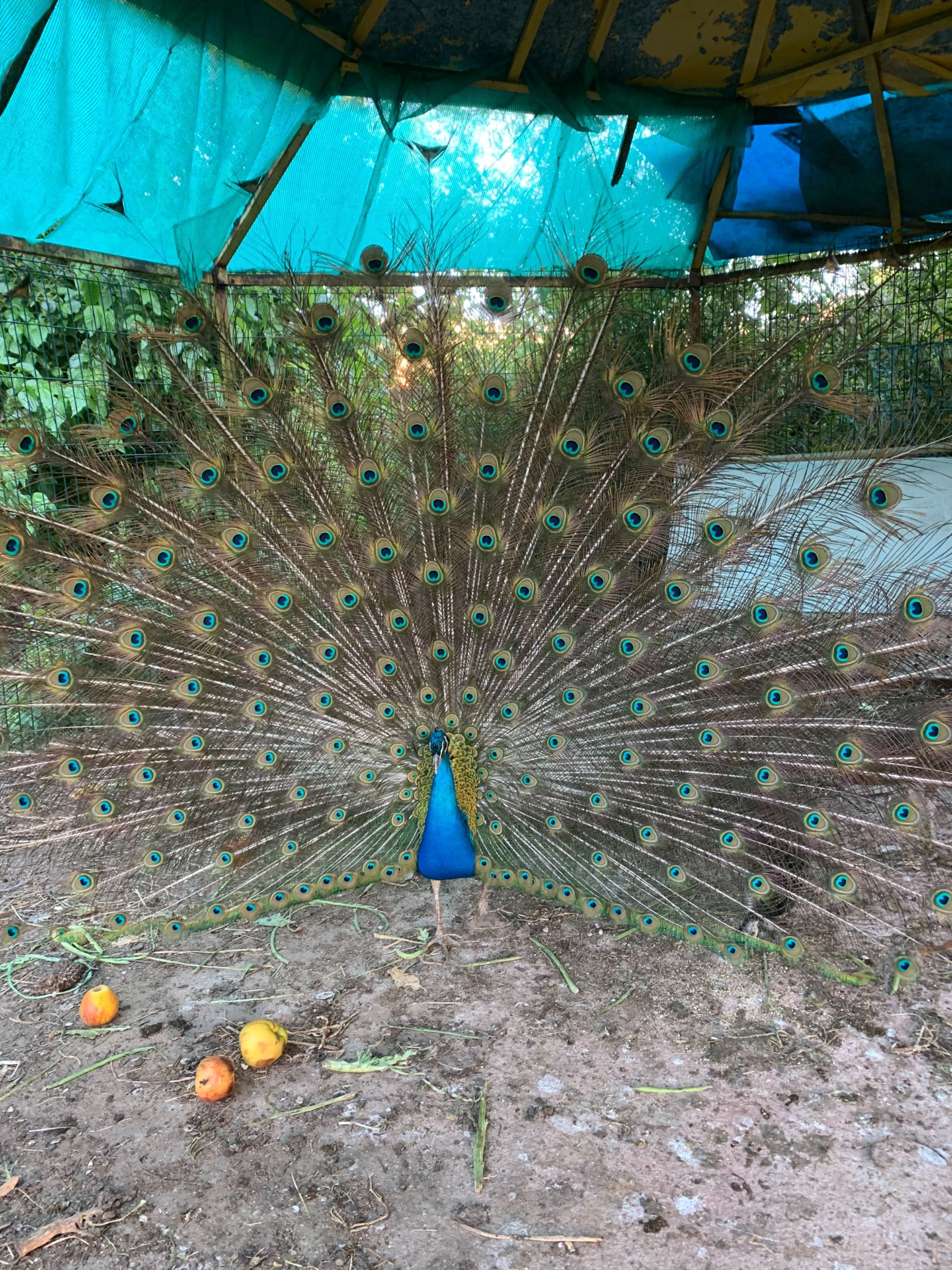 Animais de quinta