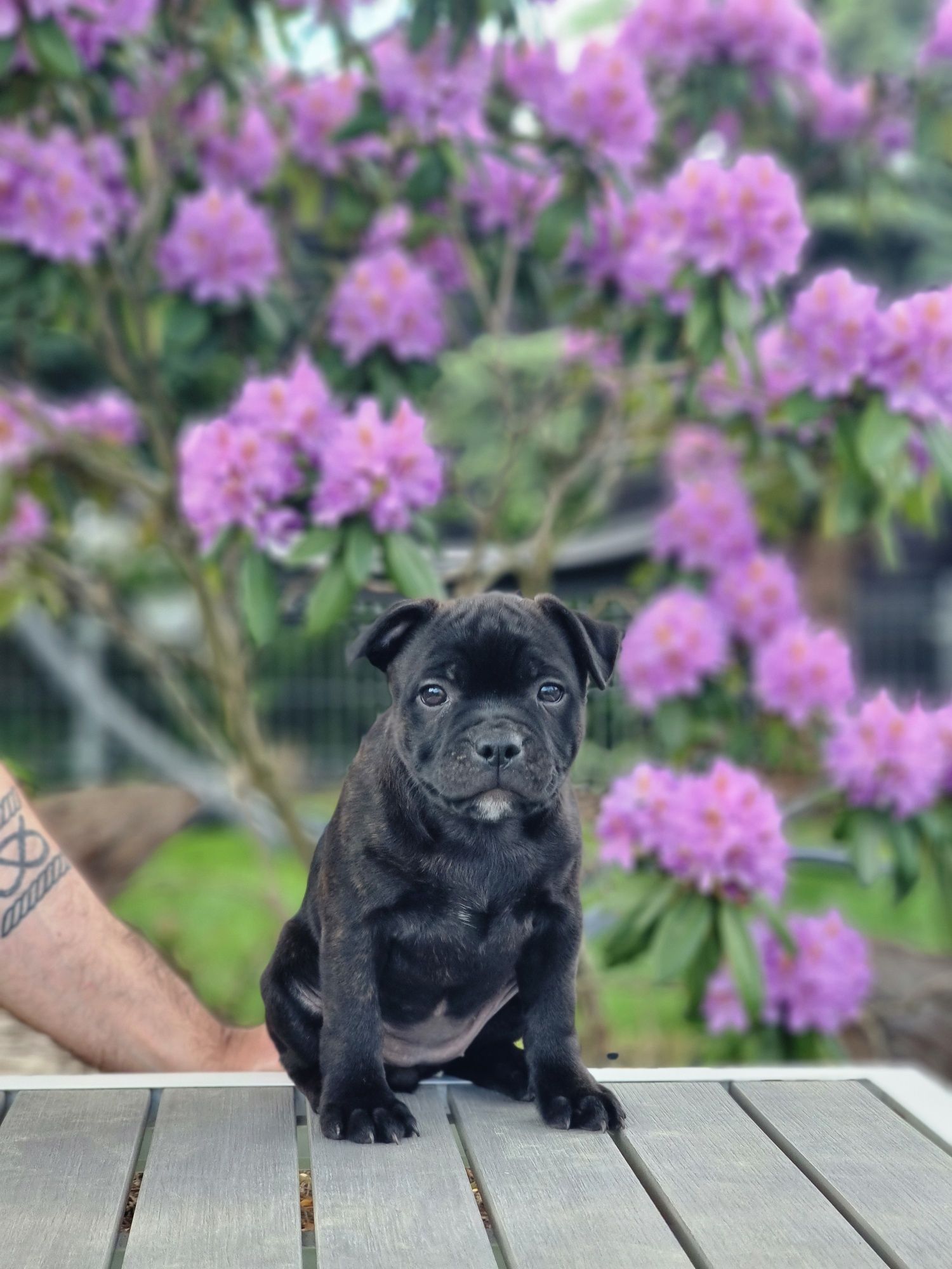 Staffordshire Bull Terrier, staffik, ZKwP, FCI, suczka