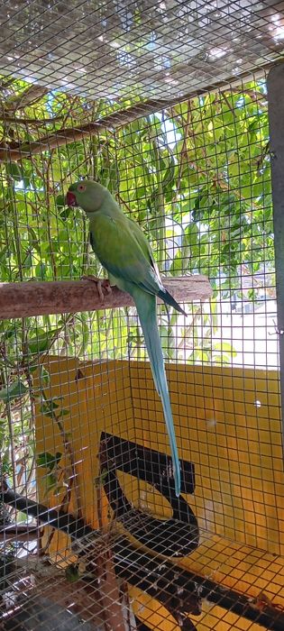 1 femea ring neck reprodutores