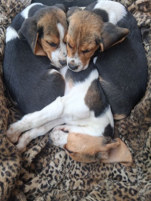 Beagle szczeniaczki : )