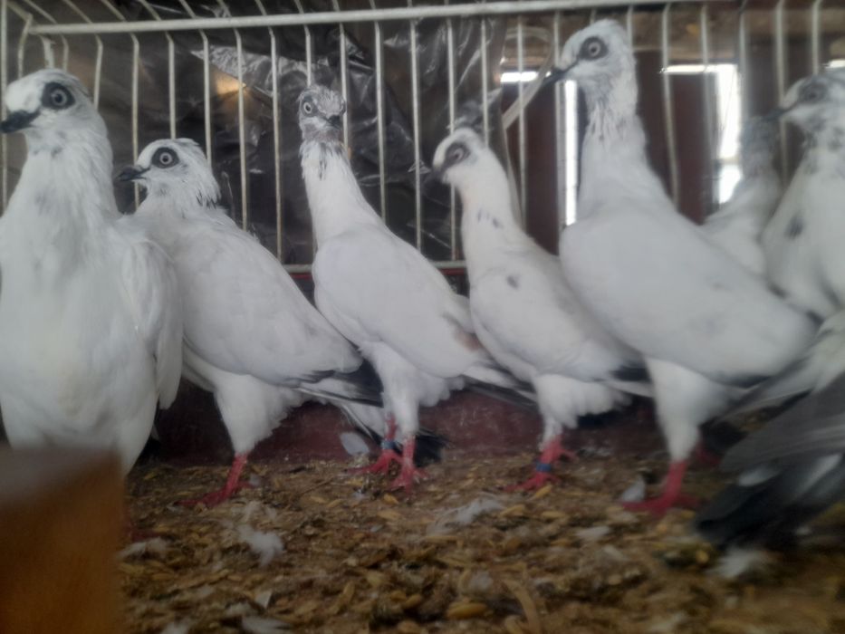 Gołębie wiedeńskie lotne