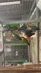 Agapornis independentes