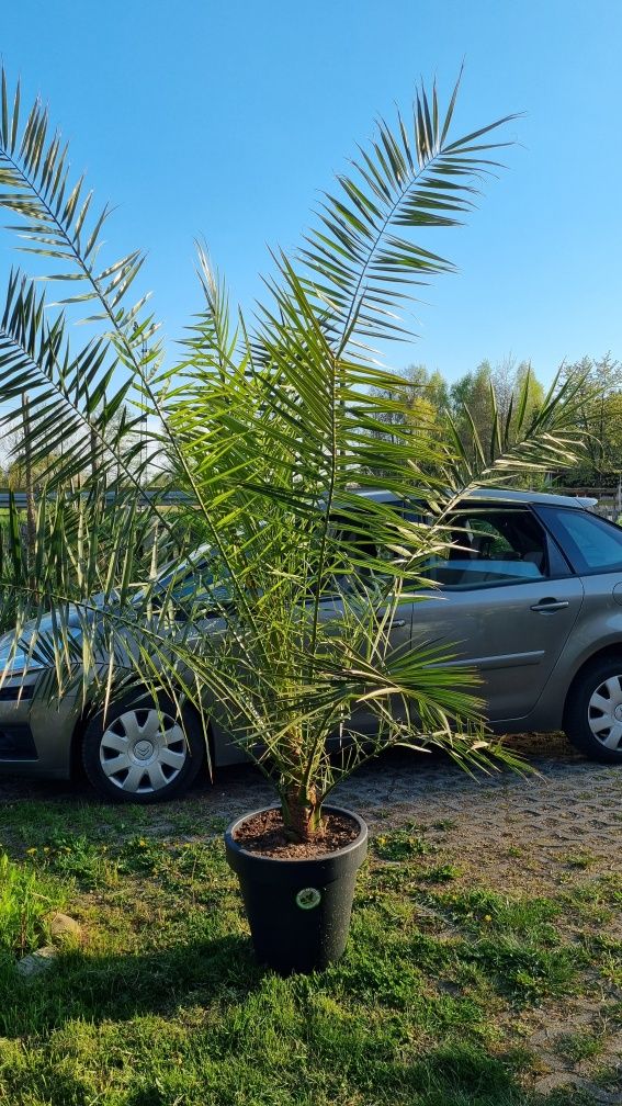 Palma daktylowiec kanaryjski ,jucca gloriosa variegata, jucca filifera