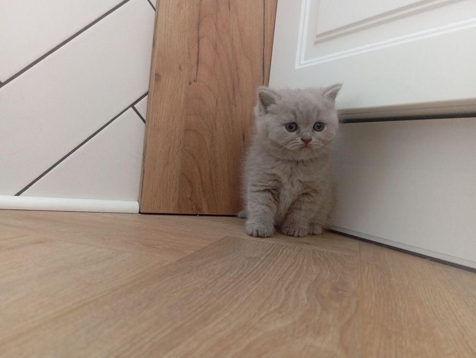 Śliczne kocurki , kotki brytyjskie niebieskie,liliowe