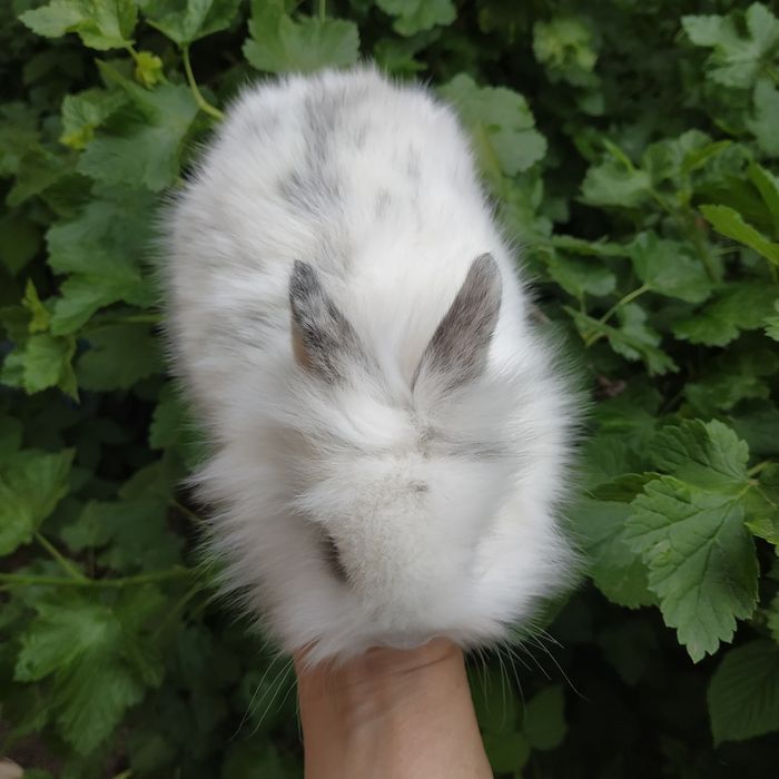 Львиноголовый миникролик породистые крольчата купить в Харькове кролик