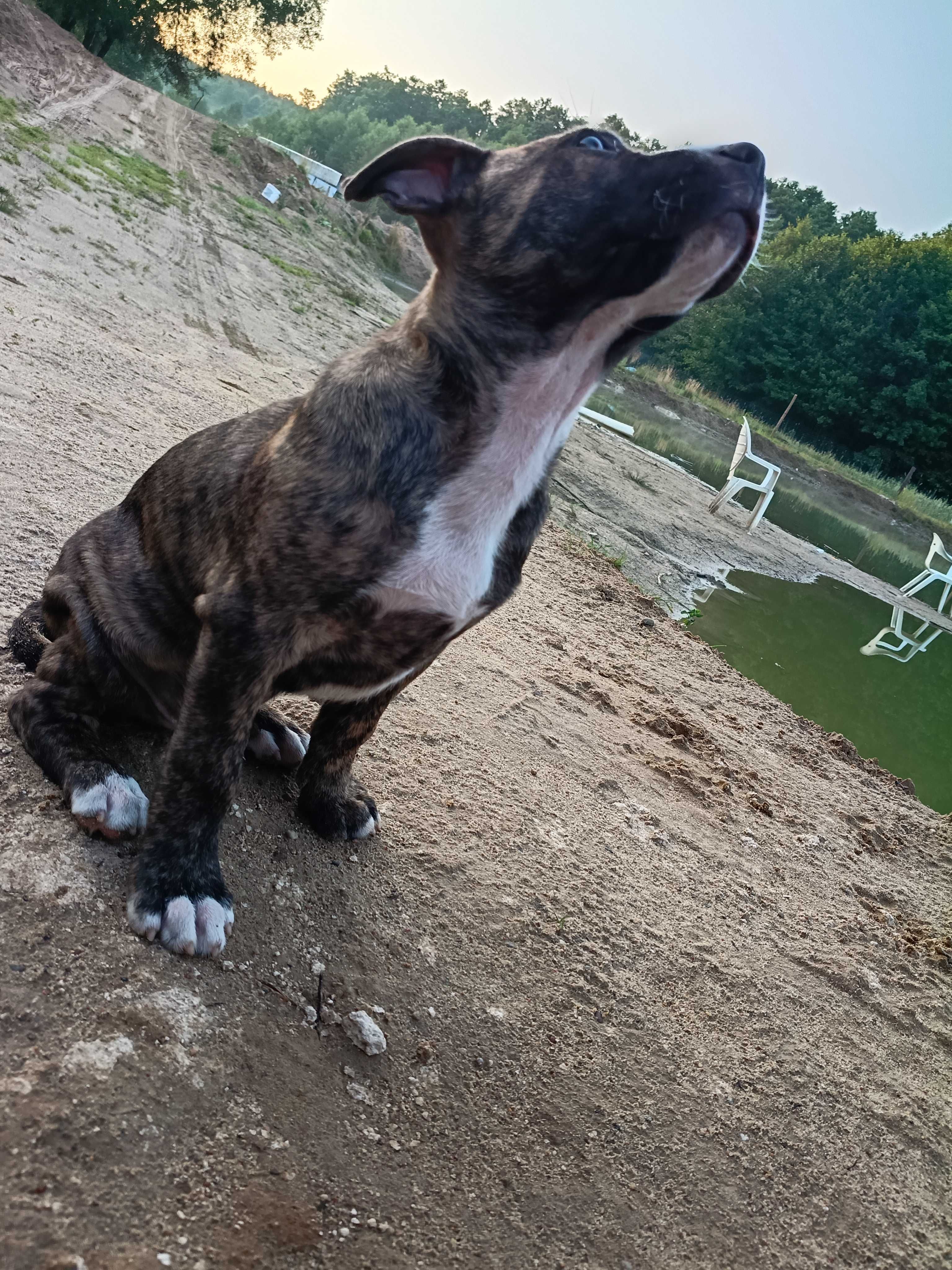 Amstaff samiec pręgowany ostatni