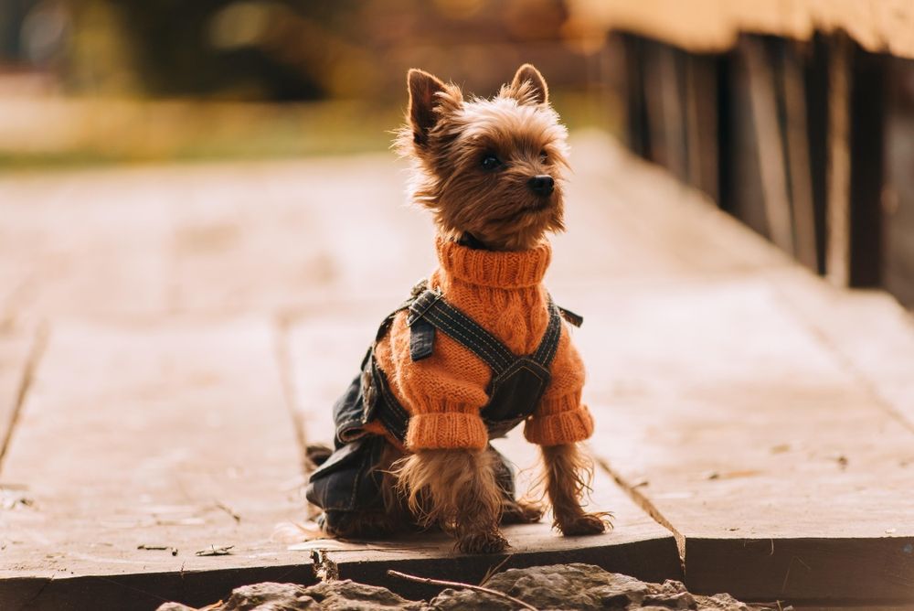 шукає дівчинку для в'язки.